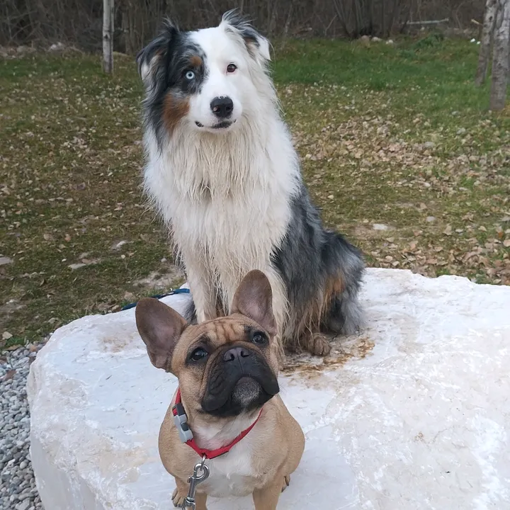 alba_the_buldog_franch