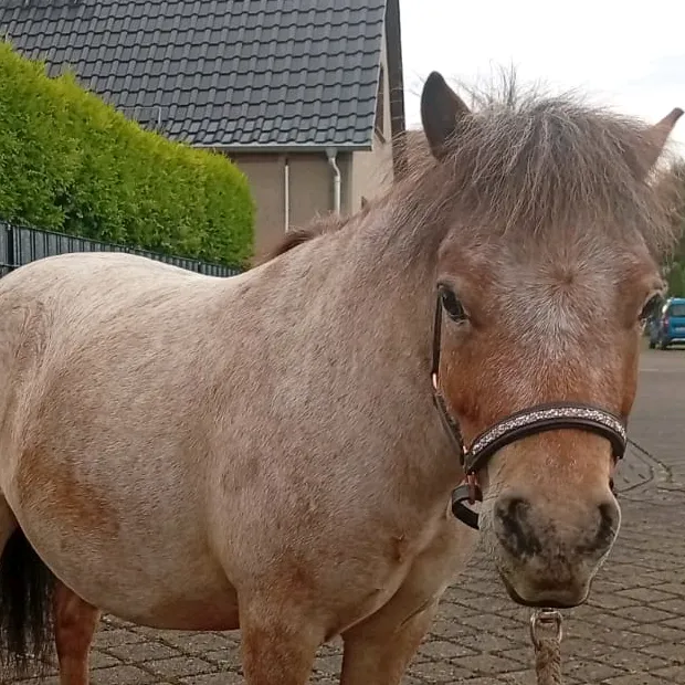 luna_pferde