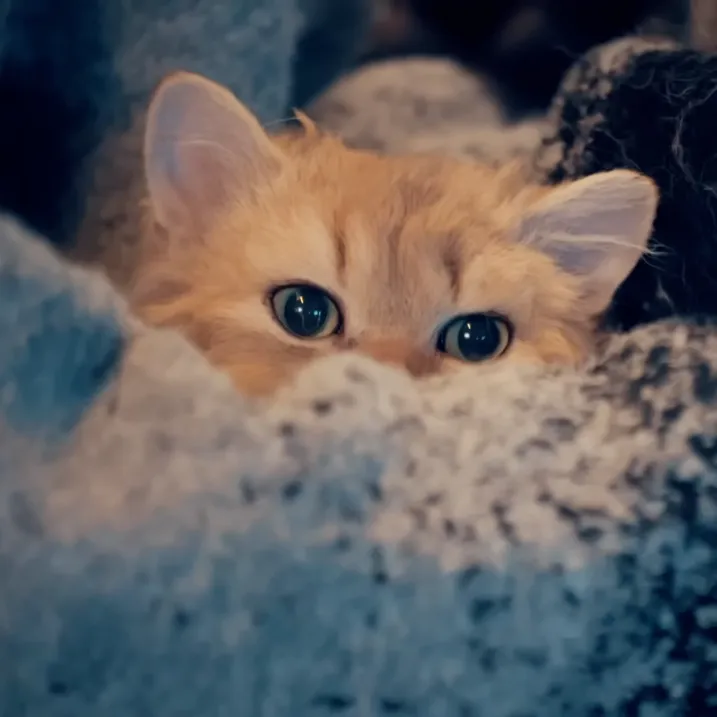 @mov_purple