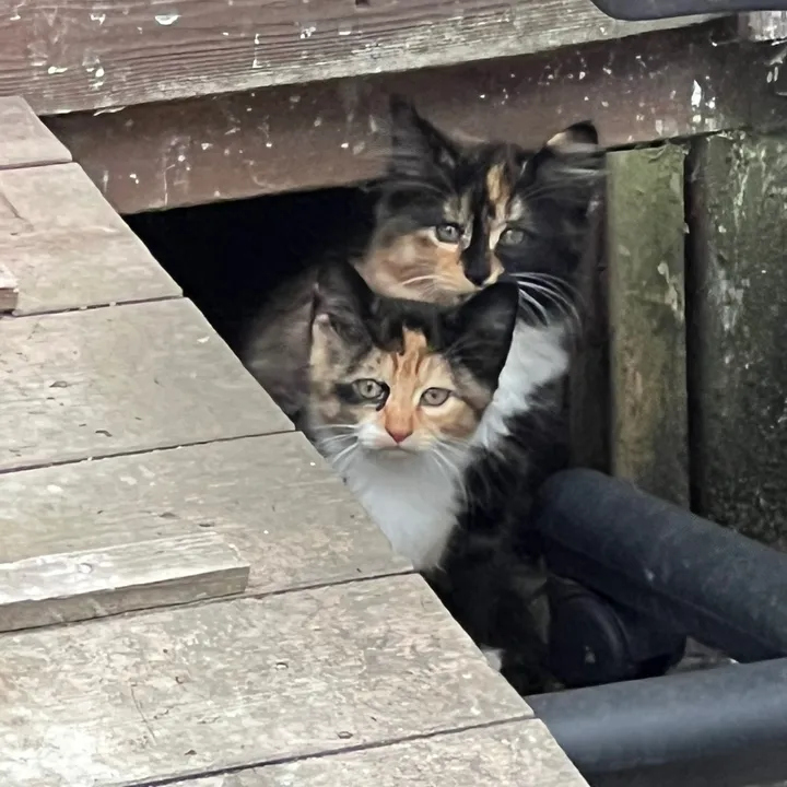 @seanrescuesanimals