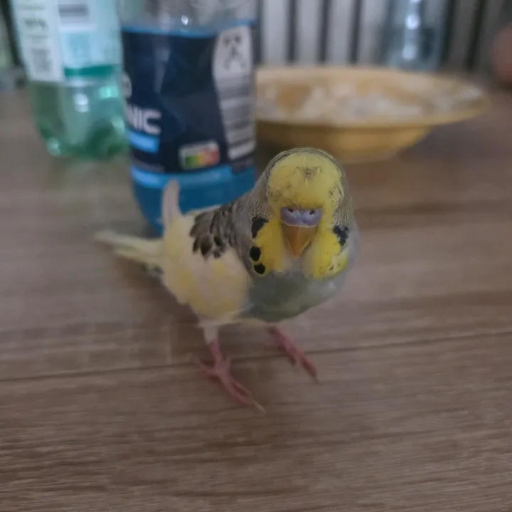 twity423