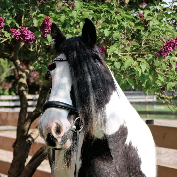 _josys_ponyhofleben_
