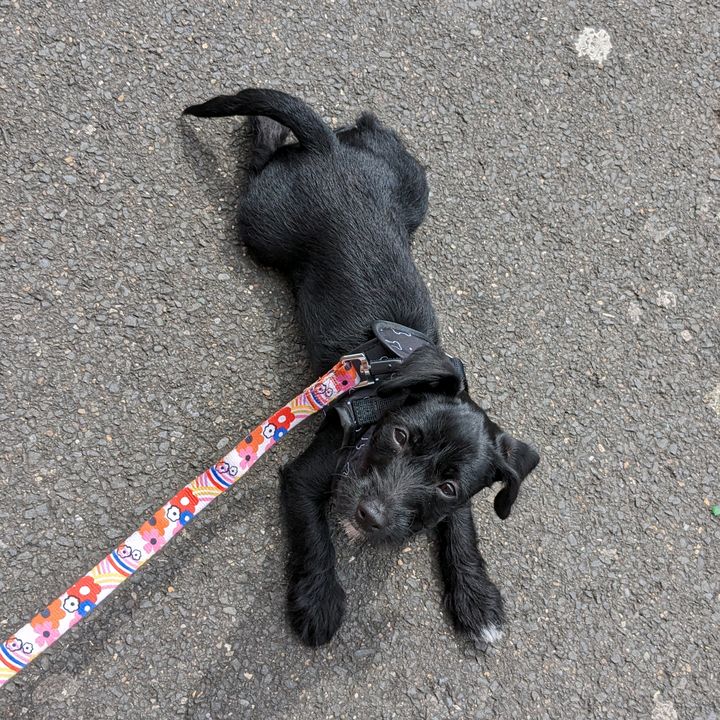Darcie the Jackapoo - original sound