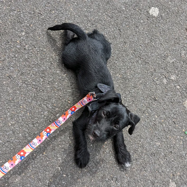darciethejackapoo