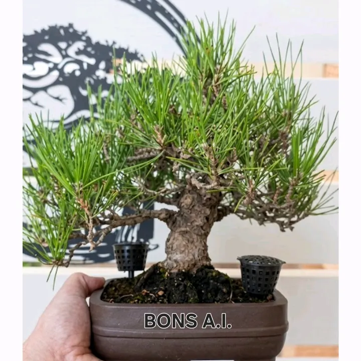bons.a.i