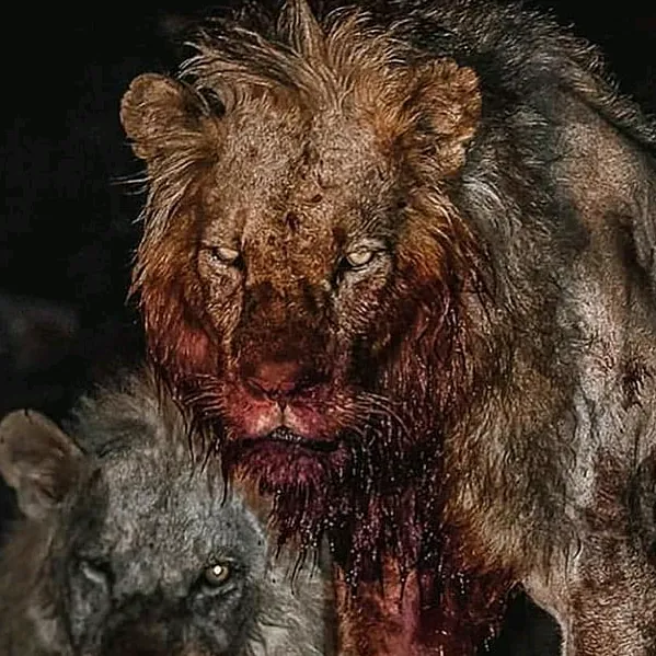 coast_dark_animals