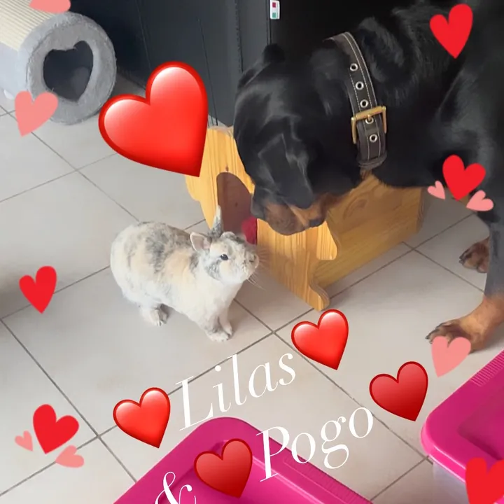 lilaspogo