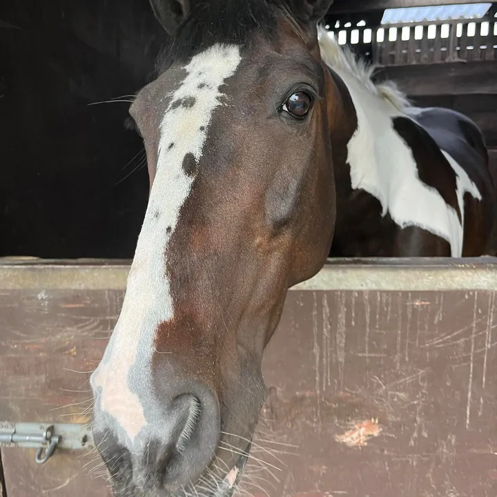 rdhillequestrian