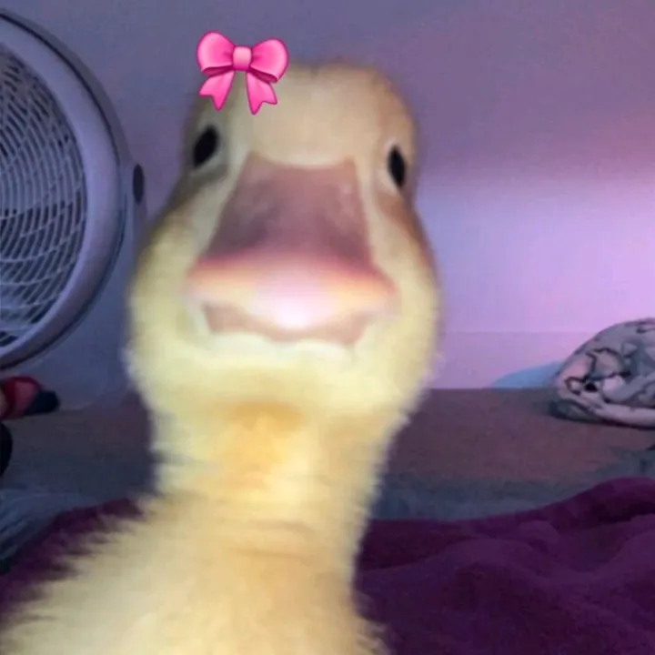 ilhami_aus_47