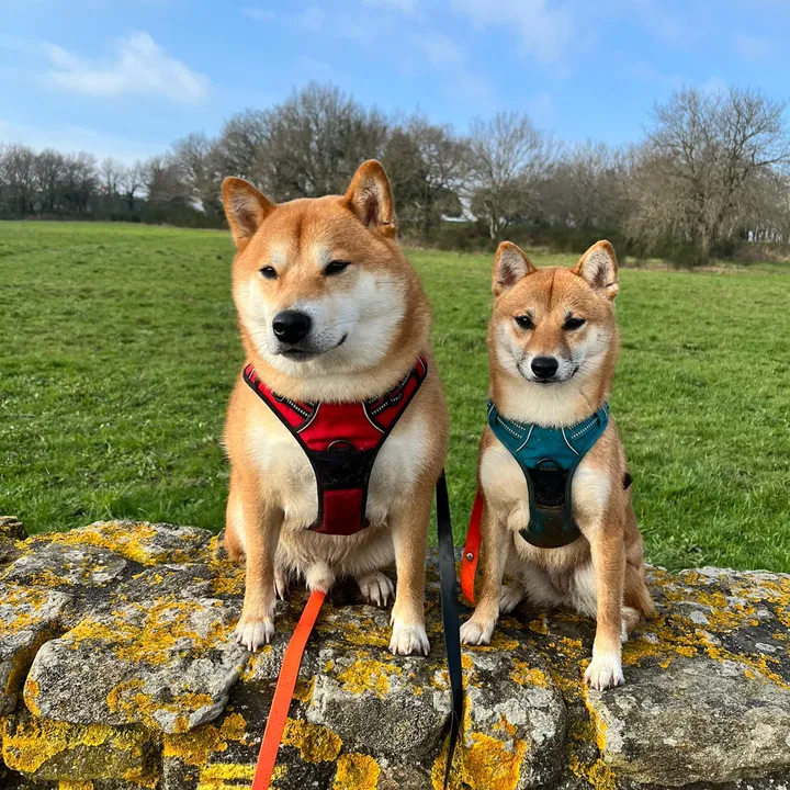 twotailsandatale