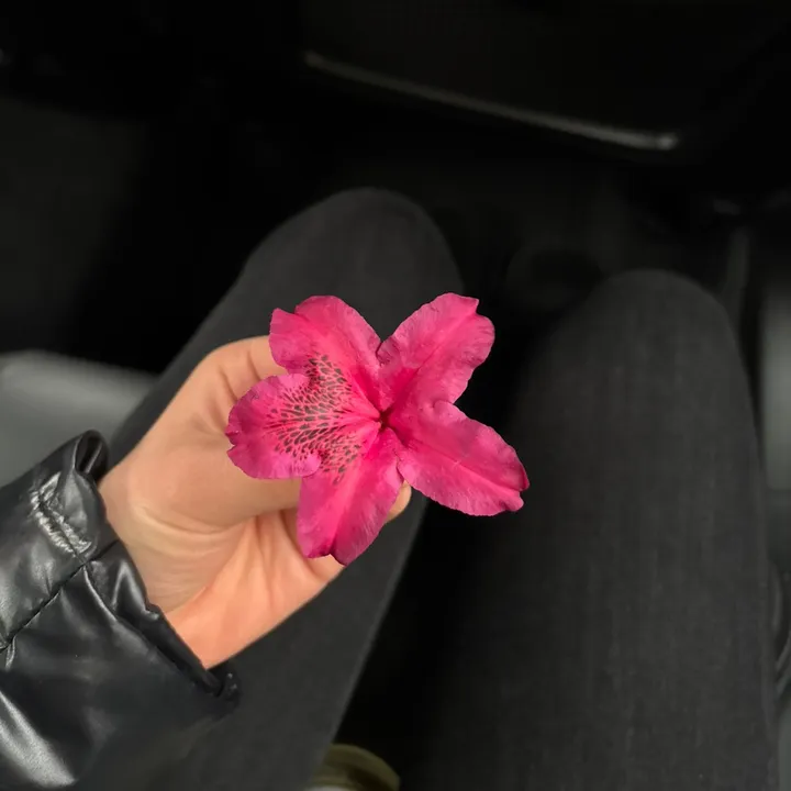 eleni_wsk