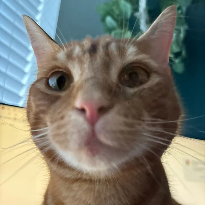 gingerniklaus