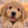 @lovedog041296