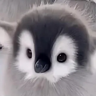 @pengy_guy4444