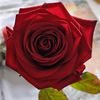 user032000426