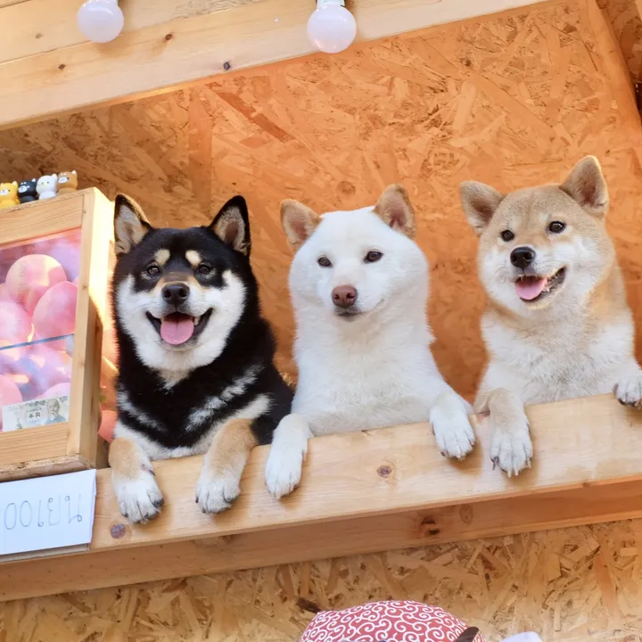 shibainu.story
