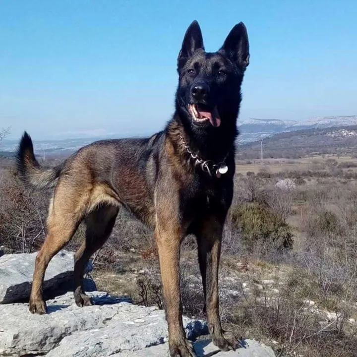 belgianarya