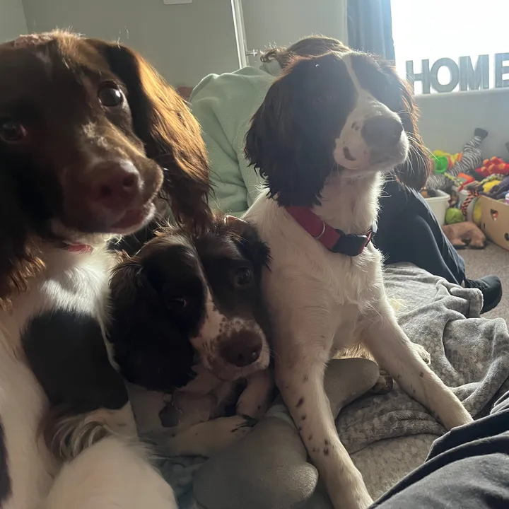 mgmspanielcrew