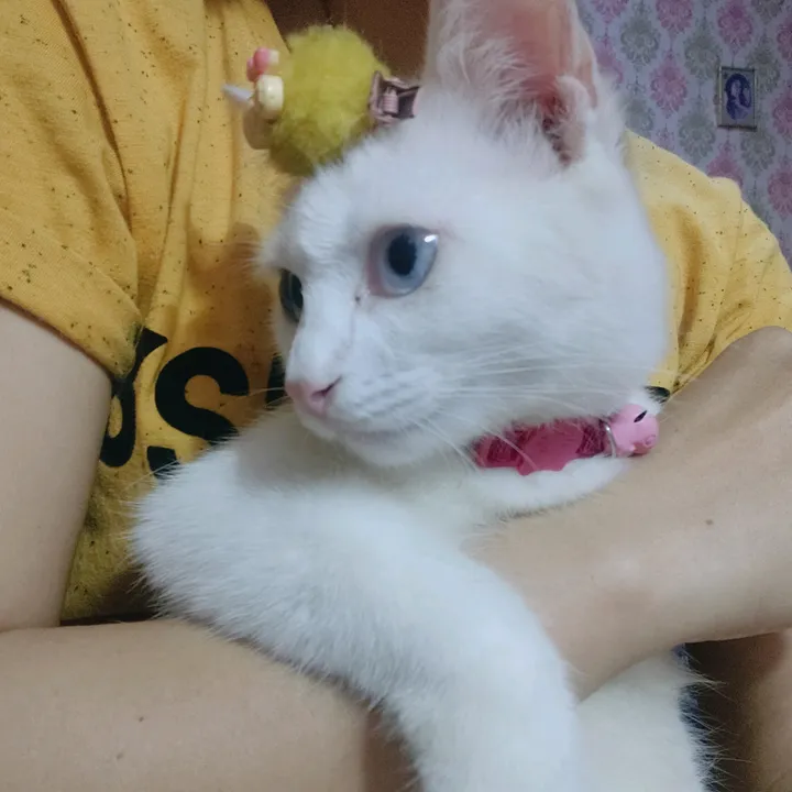 hello.kitty_pink15