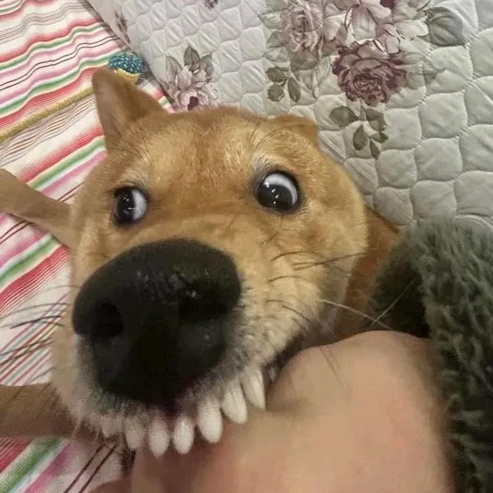 hmldor