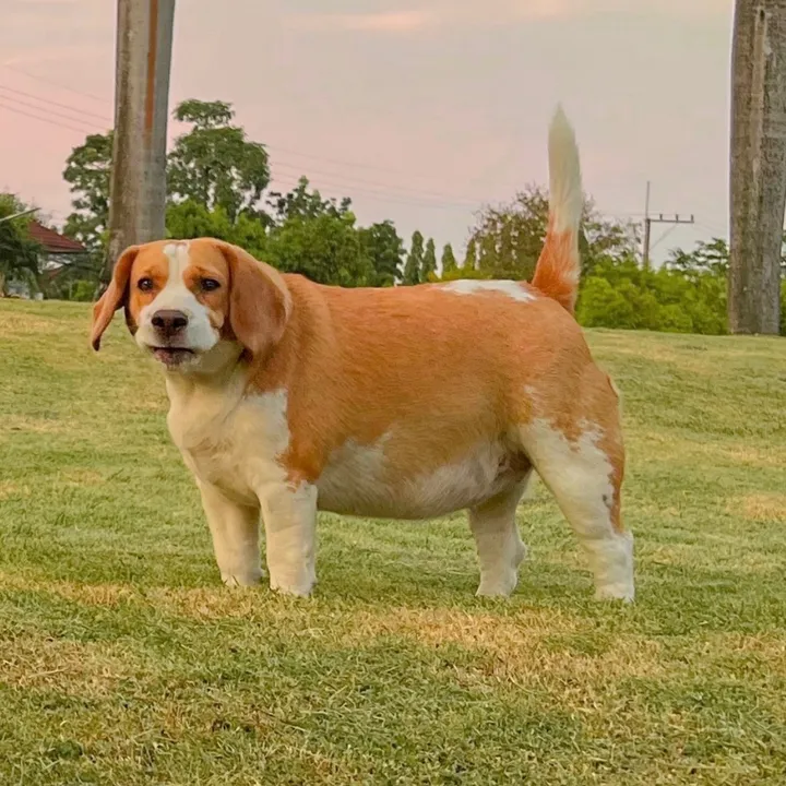 bigmootoo