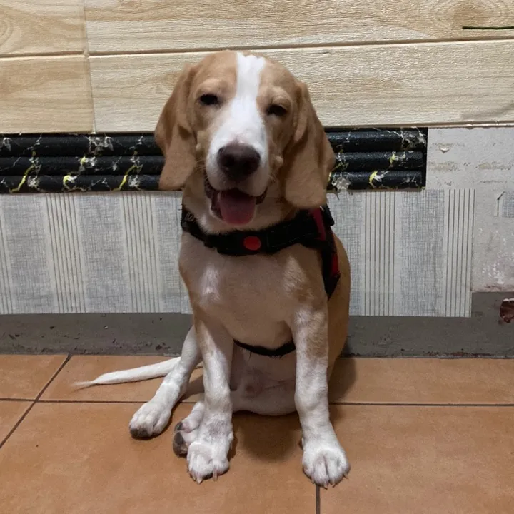 cooperthebeagle_