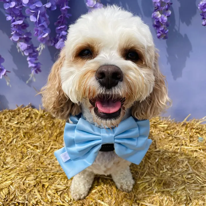 @mycavachon
