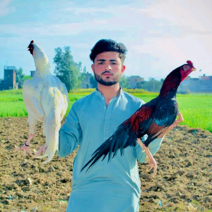 khan_aseel_