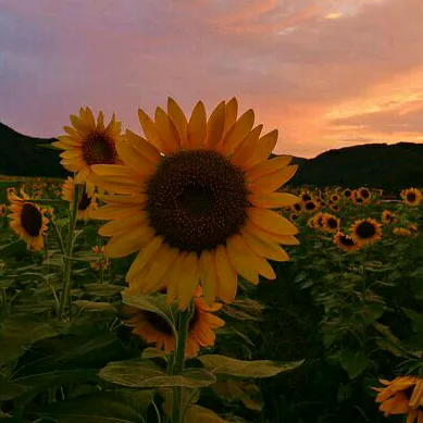 @itzme.sunflower05