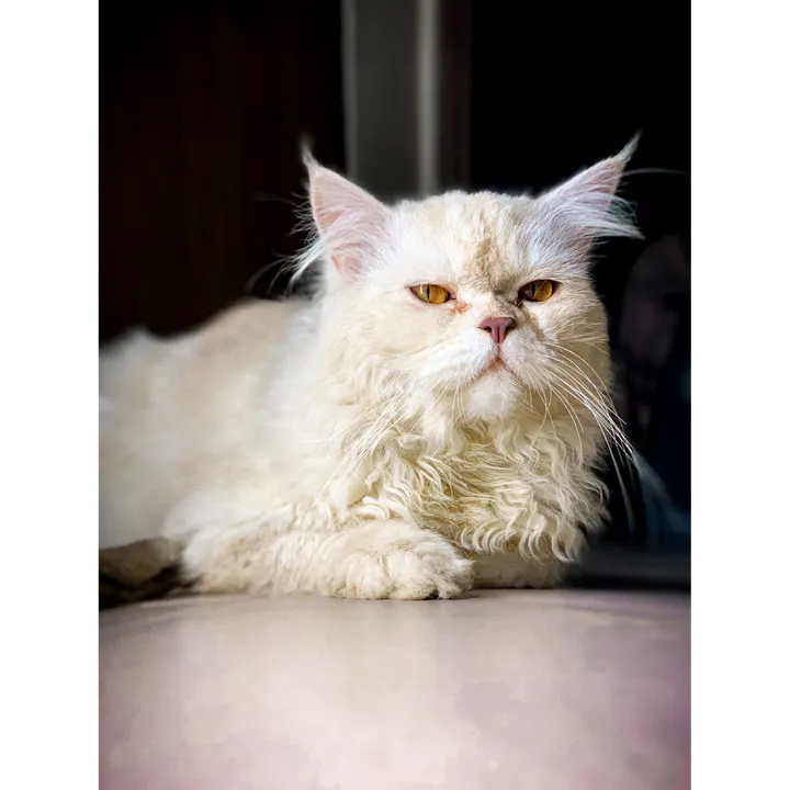 neon_reo_meow