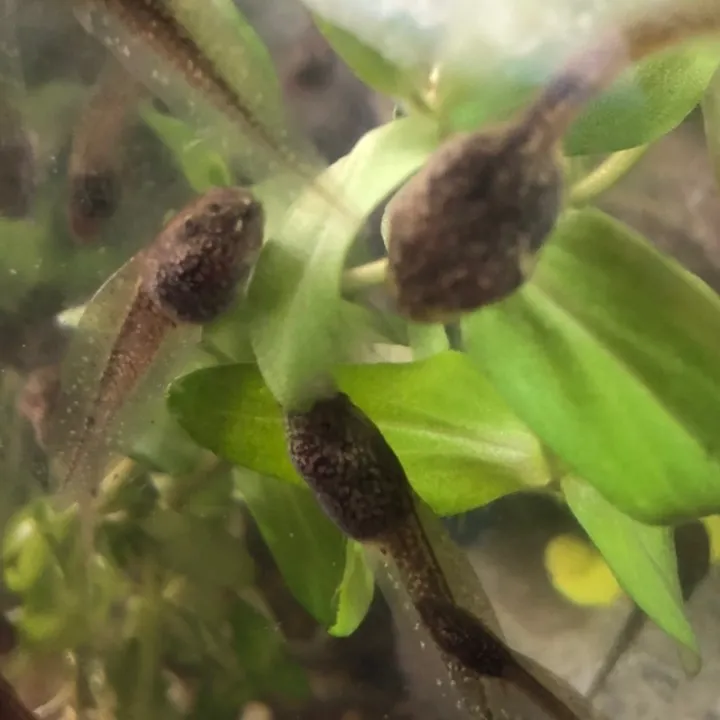 life_with_tadpoles