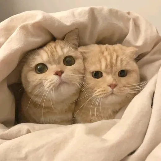 @p.pjn_