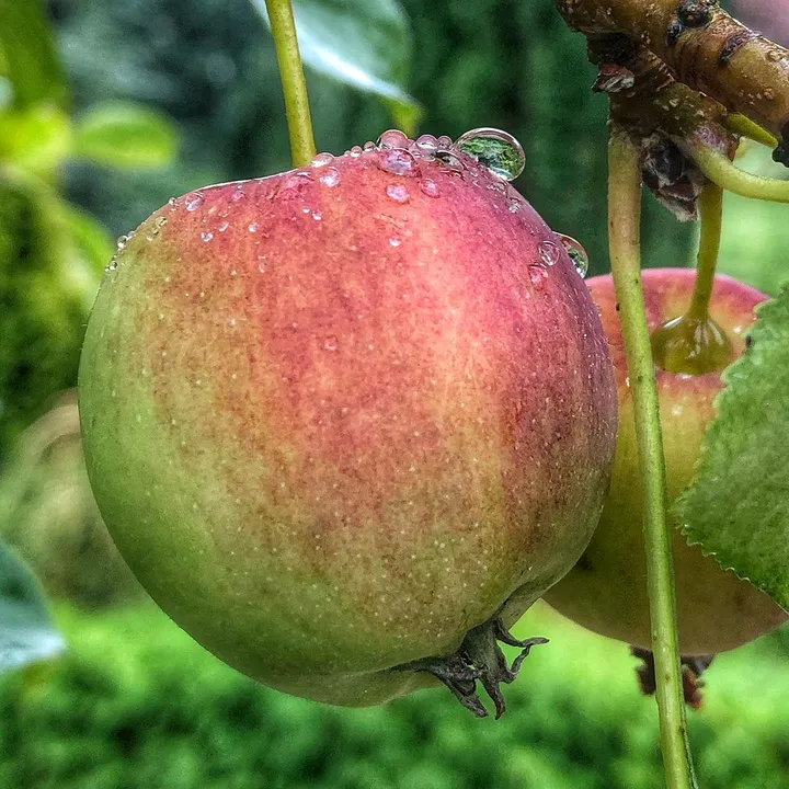 @fruitsnature2
