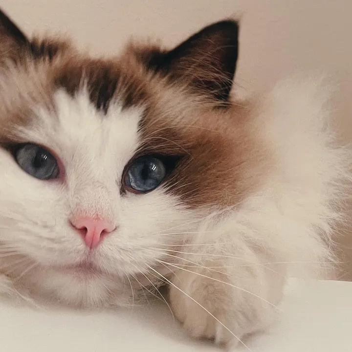 lavaux_cat