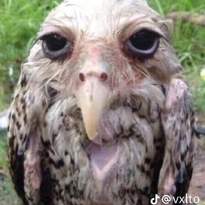 Bird - original sound