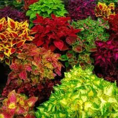 husna.florist