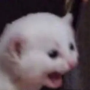 sea44446