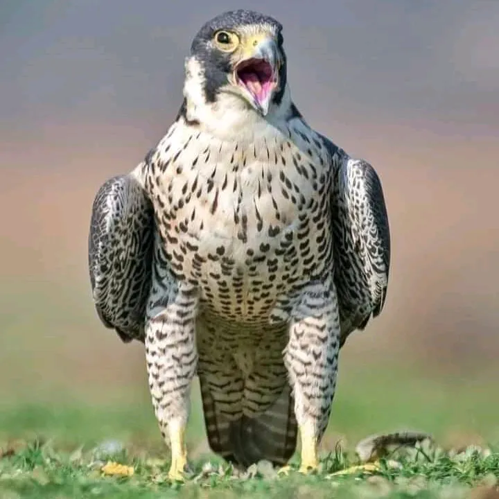 hunter_zehri313