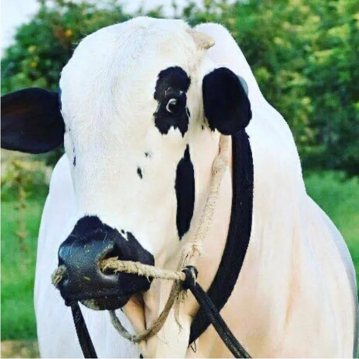 gulf_cattle_farm