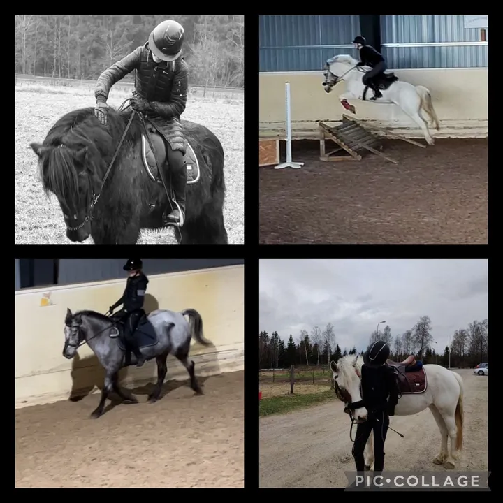 equestrian_hastliv