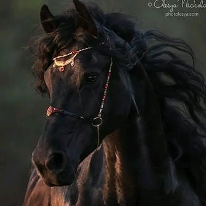 _angelica_tonin_