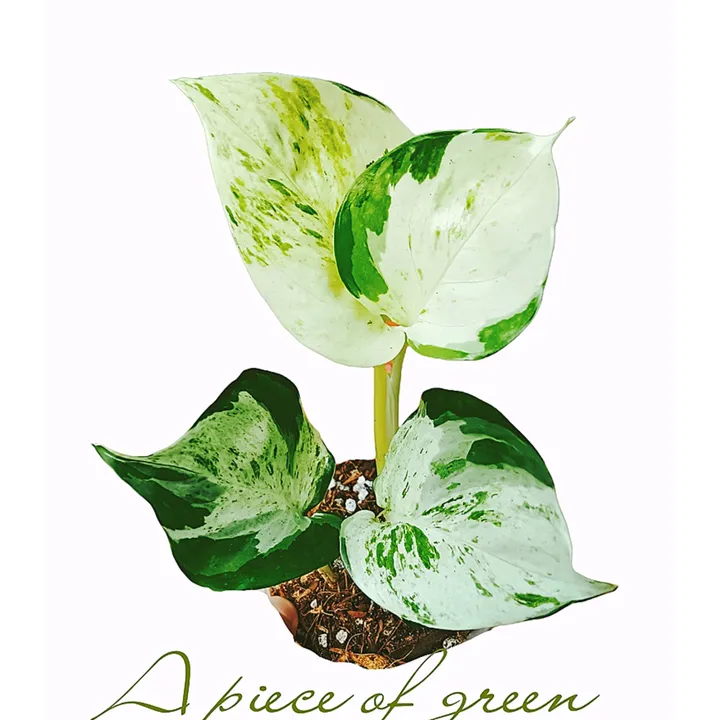 apieceofgreen.ph