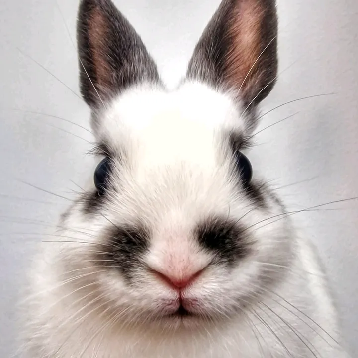 arkybunny