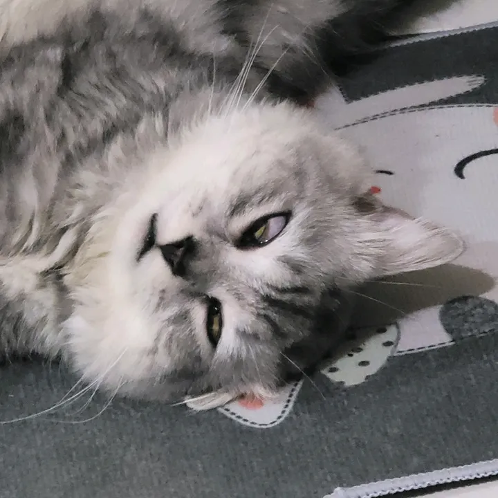 hyerithecat