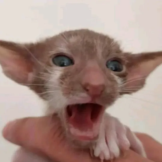 @pa1ebabbyyyyy