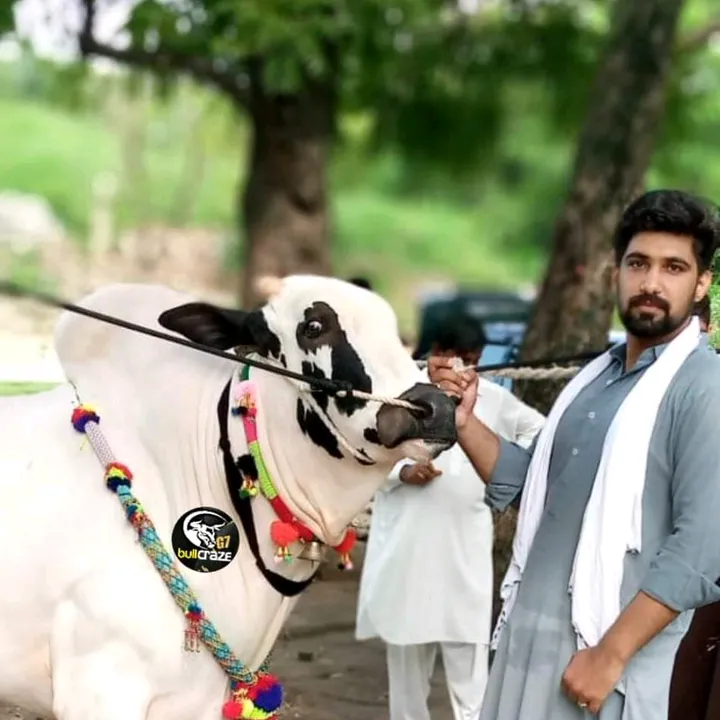 g7_bull_craze