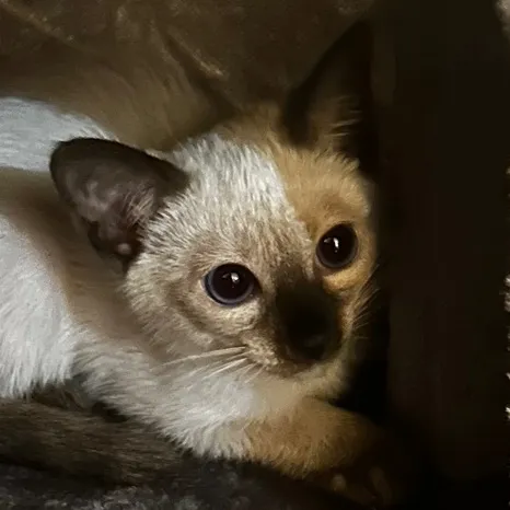 @blueberryeyecat