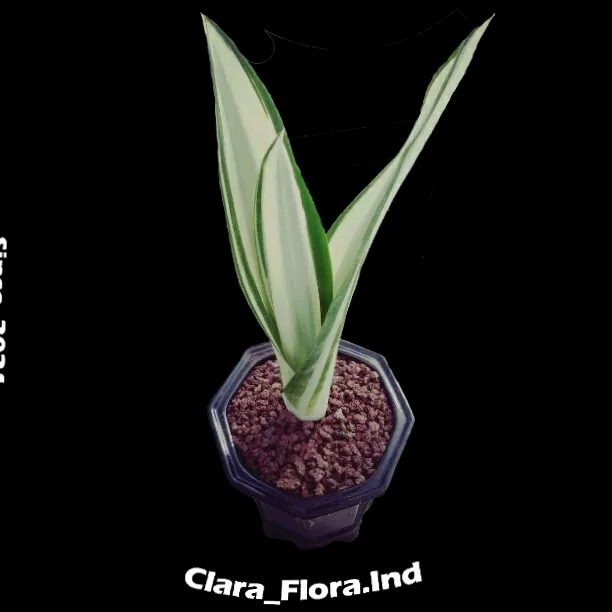 clara_flora.ind
