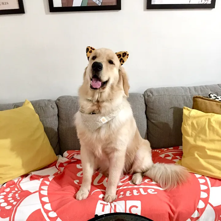 finnthegolden03