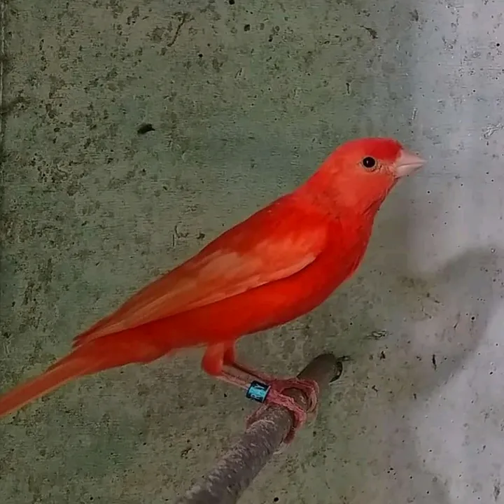 hari_kalahari